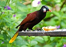 Psarocolius montezuma -near Rancho Naturalista, Cordillera de Talamanca, Costa Rica-8.jpg