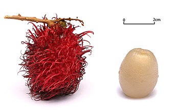 Buah rambutan