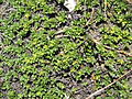 Salix serpyllifolia02. jpg