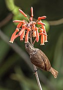 Scarlet-chested sunbird (Chalcomitra senegalensis lamperti) female 2