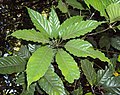 Listy Schefflera racemosa