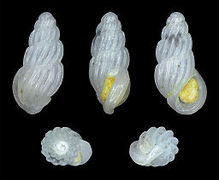 Schwartziella subfirmata.