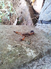Scorpion juvenile found from Bakamuna, Sri Lanka.jpg