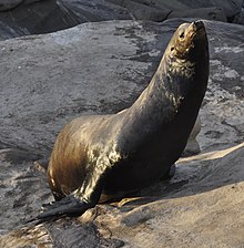 Морски лъвове в залива La Jolla - 32.jpg