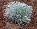 Haleakalā silversword (close-up)