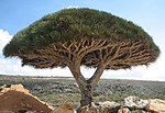 A tree over a dry, barren, rocky landscape.