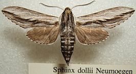 Sphinx dollii