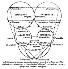 Quinarian system of bird classification by Swainson SwainsonQuinarian.jpg