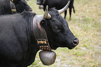 La tête d'une vache d'Hérens de profil.