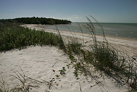 Ten Thousand Islands National Wildlife Refuge - Beach shore line and vegetation.JPG