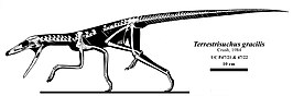 Terrestrisuchus