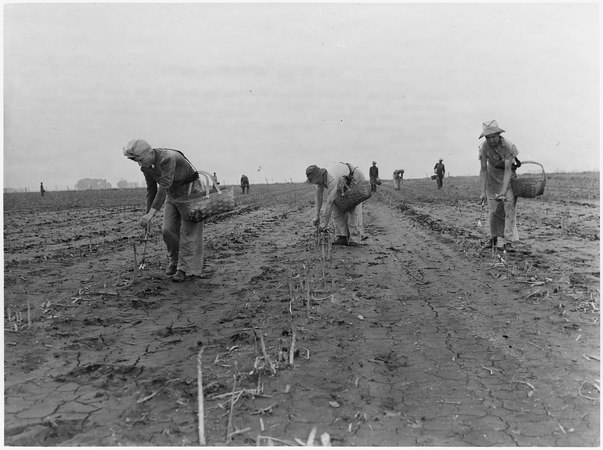 These women harvest hands in Rochelle, Illinois, are helping the national welfare by picking the summer asparagus crop