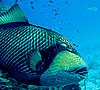 Titan triggerfish