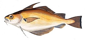 Trisopterus luscus