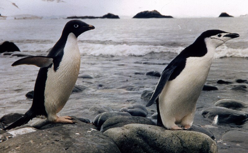 File:Two species of penguim at Arctowski Polish Station.jpg