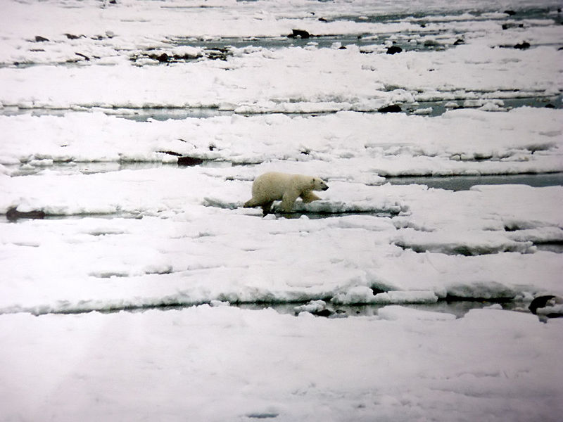 File:Ursus maritimus walks over ice.jpg