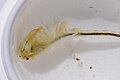 Vernal Pool fairy shrimp.jpg