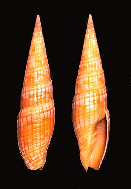 Vexillum (Costellaria) costatum