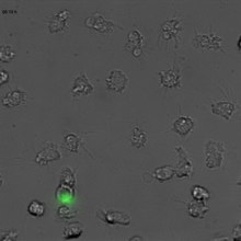 Datei:Vibrio-cholerae-Evades-Neutrophil-Extracellular-Traps-by-the-Activity-of-Two-Extracellular-Nucleases-ppat.1003614.s005.ogv