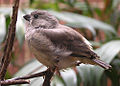 Zebra Finch chick