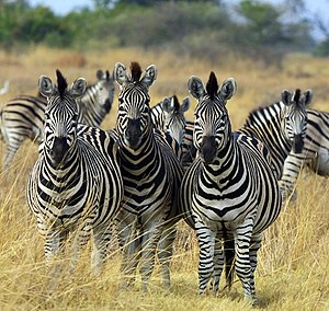 Plains Zebras (Equus quagga), more specificall...