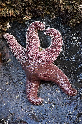 Description de l'image (2) Starfish, Oregon coast.jpg.