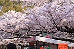 Blommande körsbärsträd i Uenoparken i Tokyo.