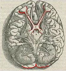 Information flow from the eyes (top), crossing at the optic chiasma, joining left and right eye information in the optic tract, and layering left and right visual stimuli in the lateral geniculate nucleus. V1 in red at bottom of image. (1543 image from Andreas Vesalius' Fabrica) 1543,Vesalius'Fabrica,VisualSystem,V1.jpg