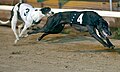 Solid Money (trap 3) and Black Pear (trap 4) in the 2004 Cesarewitch heats