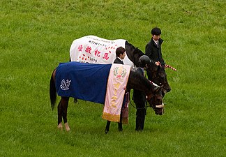 2010年平頭冠軍「夏威夷鳥」及「法國酒城」