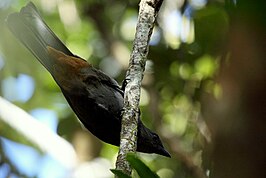 Roodstuitrupsvogel