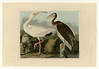 Dessin d'un ibis blanc adulte et d'un juvénile à l'automne par John James Audubon