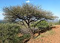 Lekkerruikpeul (Acacia nilotica)