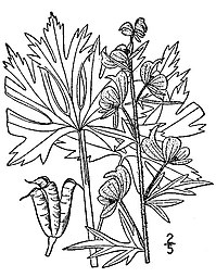 Aconitum noveboracense A.Gray
