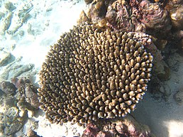 Acropora digitifera