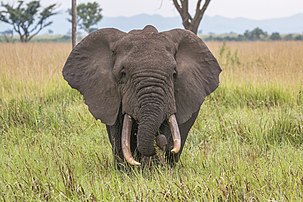 Un éléphant de savane d'Afrique, dans le parc national ougandais Queen Elizabeth. (définition réelle 5 327 × 3 552)