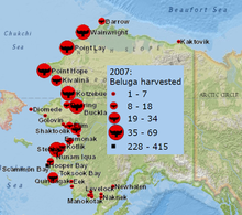 Mapka Aljašky s vyznačenými body, kde došlo k odlovu běluh v roce 2007. Asi z 20 vyznačených míst většina zobrazuje kolem několika nižších desítek odlovených běluh