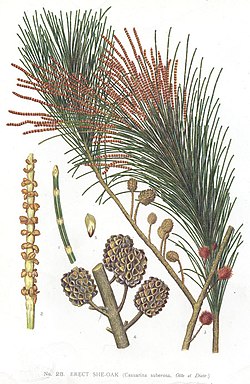 Allocasuarina littoralis.