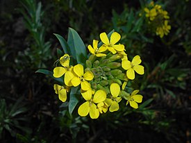 Helmikilpiruoho Alyssoides utriculata