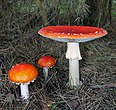 Muchomor czerwony (Amanita muscaria)