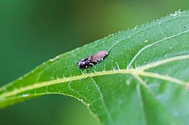 Anacampsis levipedella