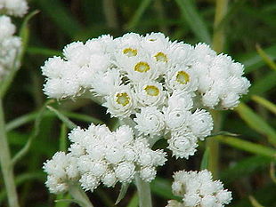 Almindelig Perlekurv (Anaphalis margaritacea) Foto: Kurt Stueber.