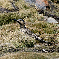 Description de l'image Andean Flicker (Colaptes rupicola) on the ground.jpg.