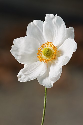 Цветок ветреницы хубэйской (Anemone hupehensis)