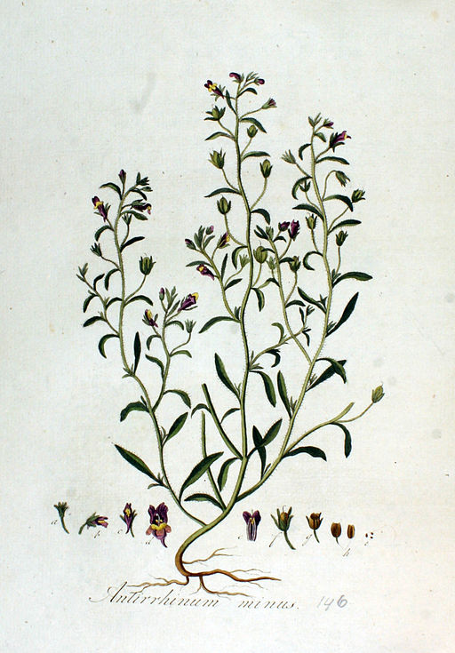 Antirrhinum minus — Flora Batava — Volume v2