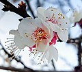 Prunus armeniaca-bloesem close-up