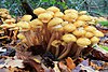 Armillaria mellea, Honey Fungus