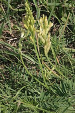 Miniatura para Astragalus asper