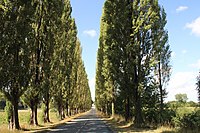 Route bordée de peupliers menant à l'entrée d'Aveluy (Somme).