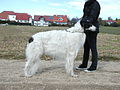 Valkovoittoinen kirjava borzoi.